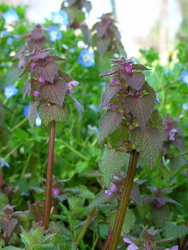 Lamium purpureum / Falsa ortica purpurea